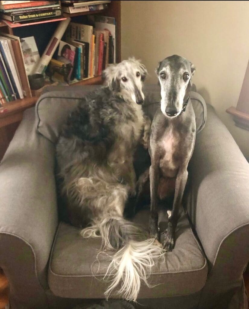 Caroline Hunt Epp’s dogs